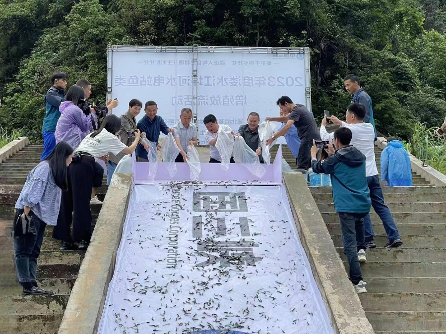 增殖放流活動現場(溇水水電公司供稿) 增殖放流活動現場(溇水水電公司供稿)